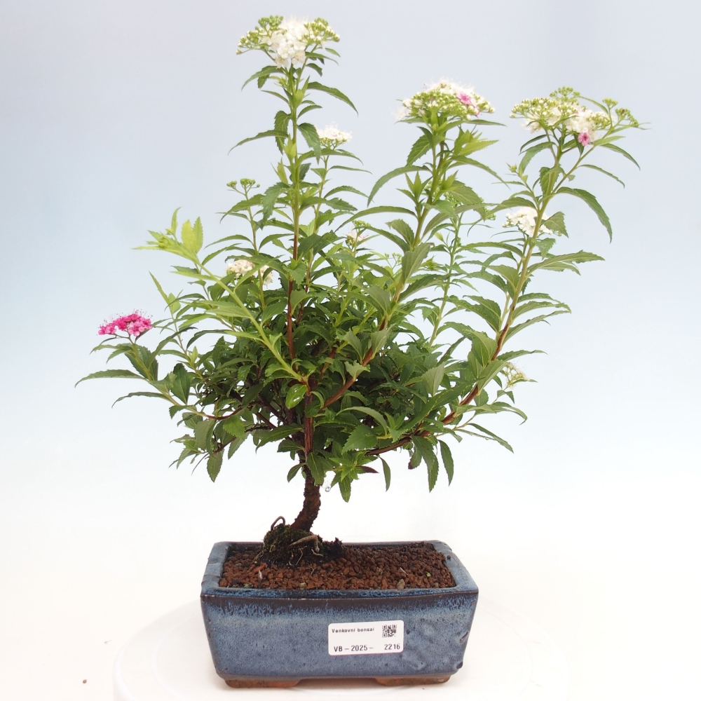 Vonkajší bonsai -malolistý tavoľník - Spirea japonica GENPSI