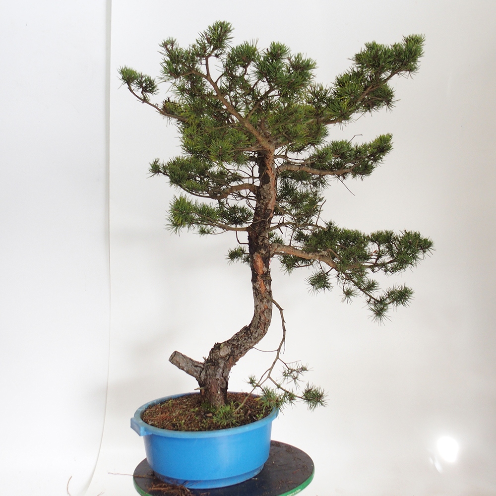 Yamadori - Pinus sylvestris Španielsko