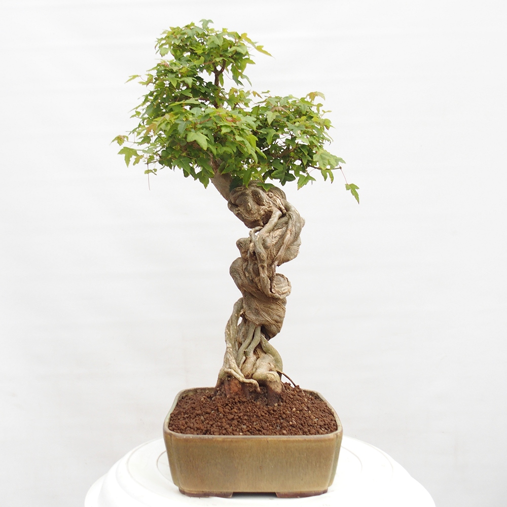 Vonkajšie bonsai - Javor Buergerianum - Javor Burgerův