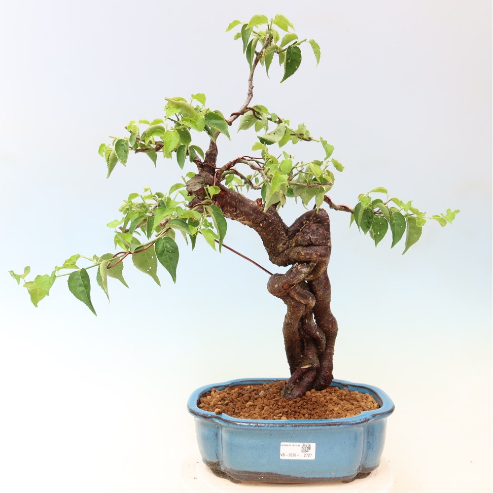 Vonkajšie bonsaje – Japonská marhuľa – Prunus Mume