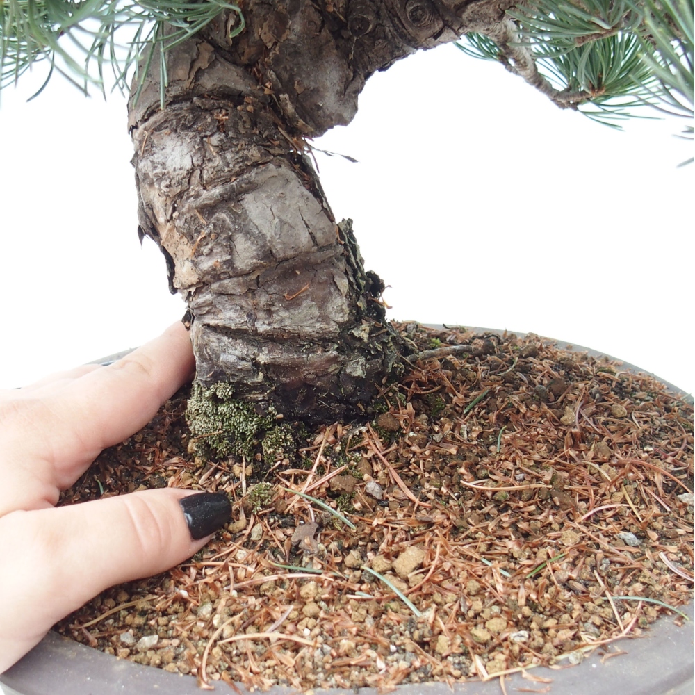 Vonkajšie bonsai - Pinus parviflora - Borovica drobnokvetá