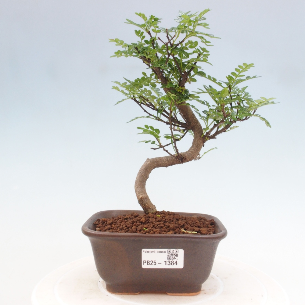 Izbová bonsai - Zantoxylum piperitum - piepor