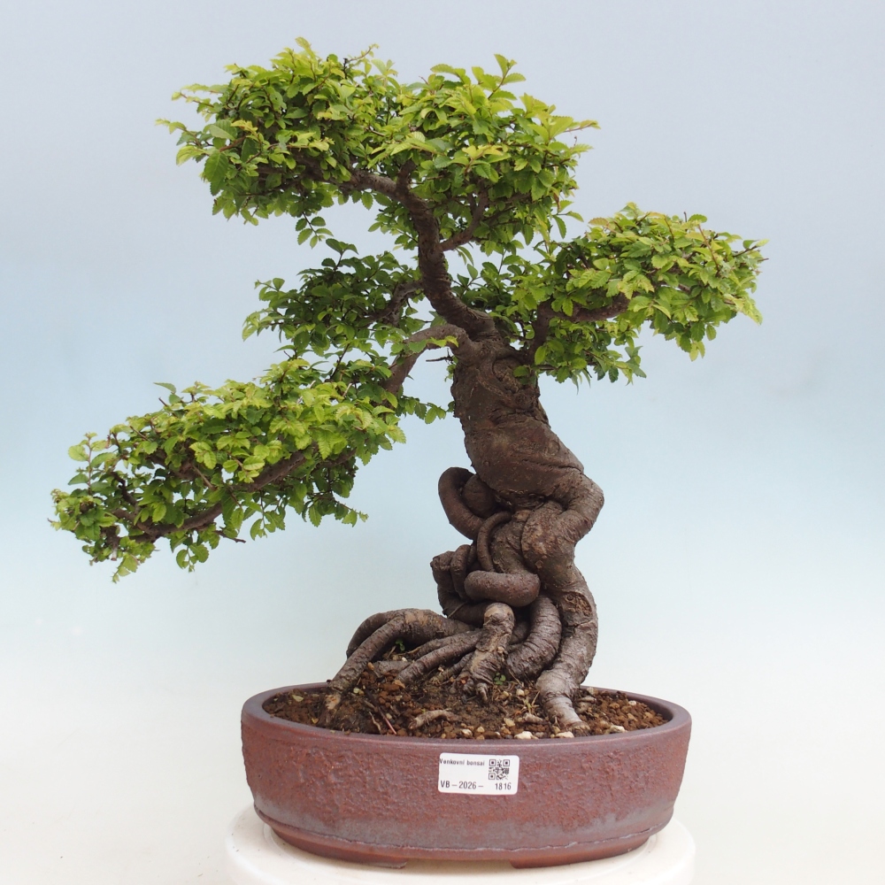 Vonkajší bonsaj - Ulmus parvifolia Hokkaido - čínsky brest