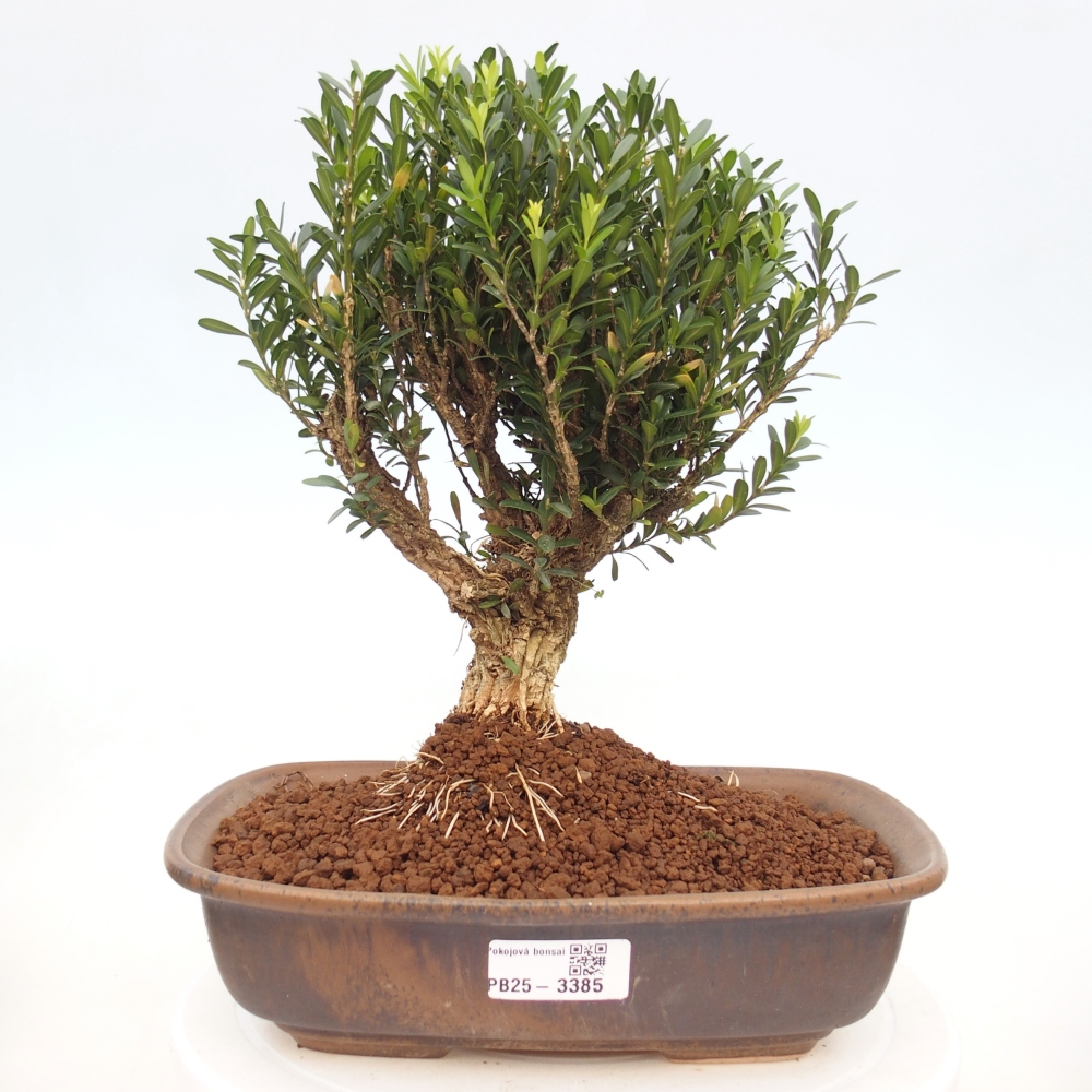 Izbové bonsaje - Buxus harlandii - korkový buxus