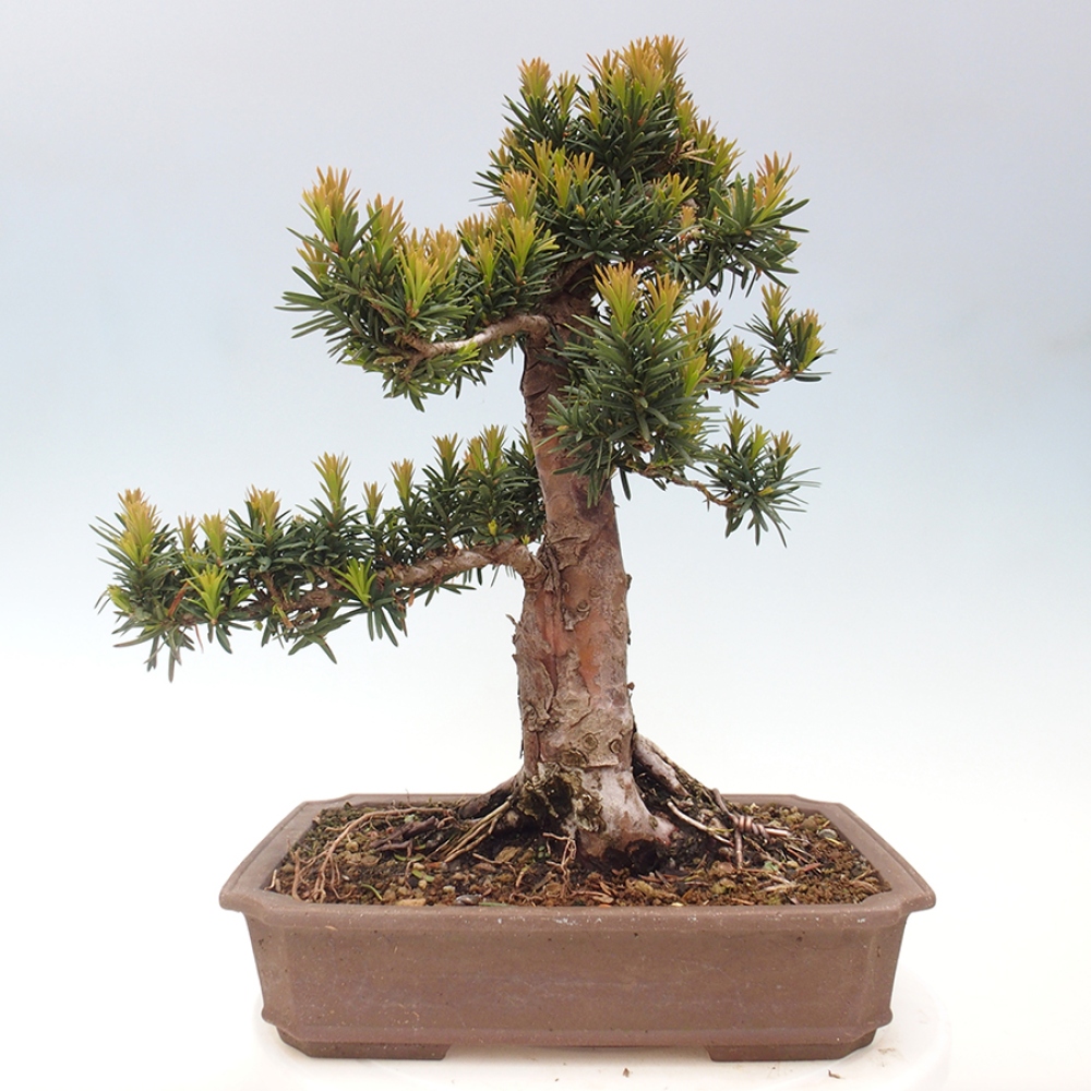 Vonkajší bonsai - Taxus cuspidata - Tis japonský