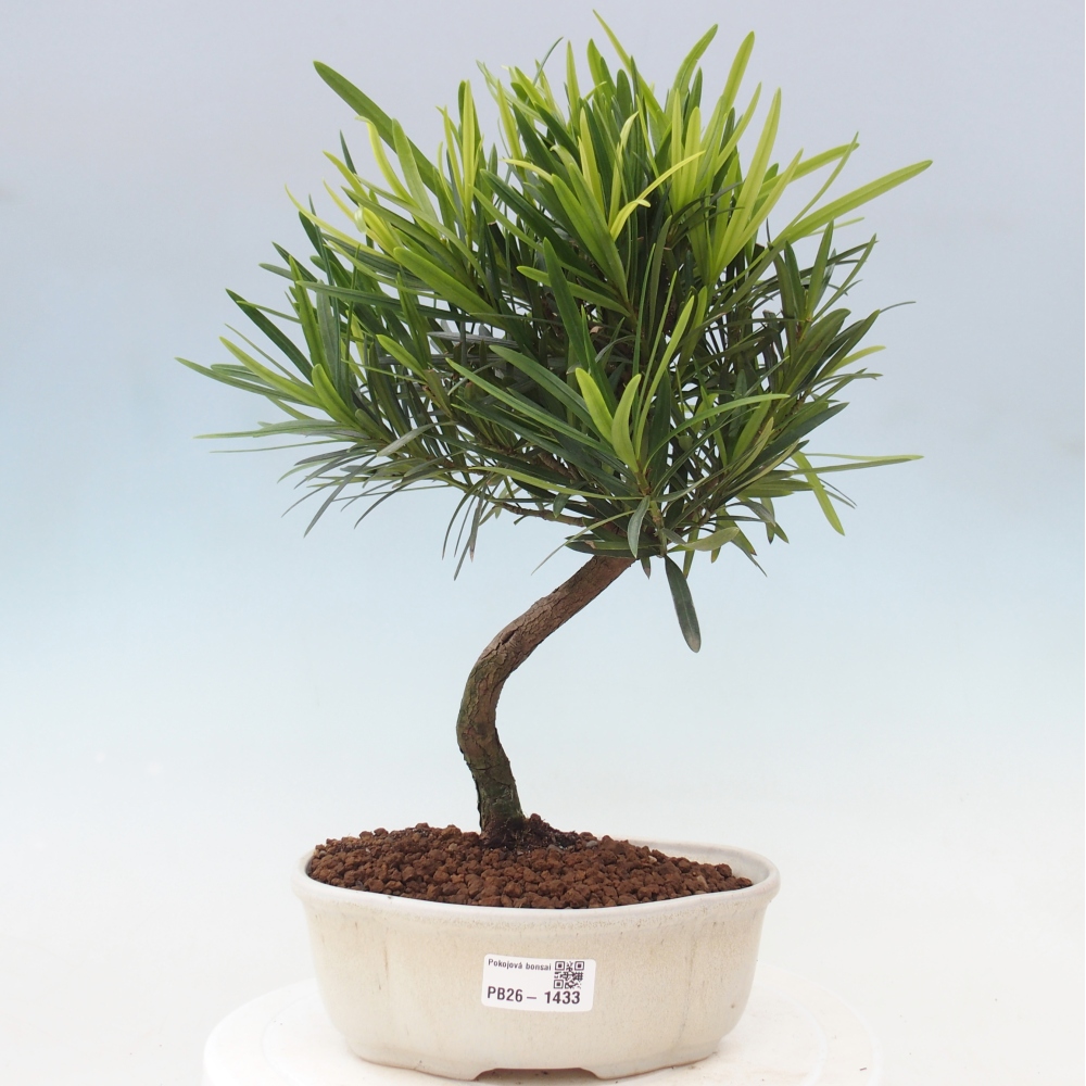 Izbové bonsaje - Podocarpus - Kamenný tis