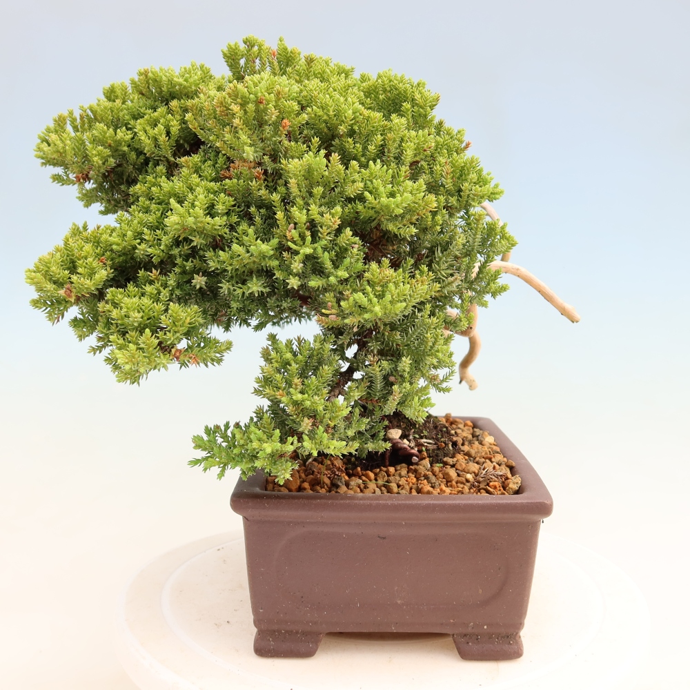 Vonkajší bonsai – Juniperus procumbens – jalovec ležiaci