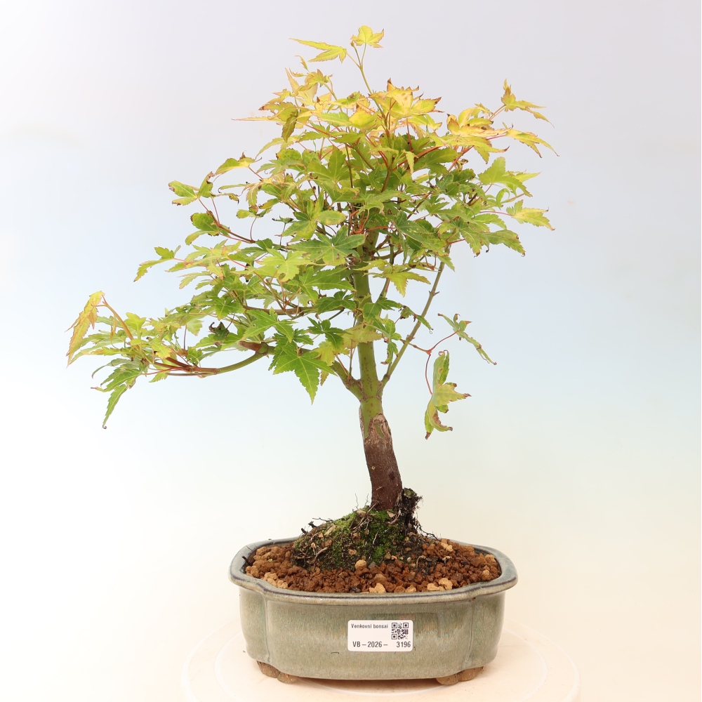 Acer palmatum Aureum - Zlatý javor