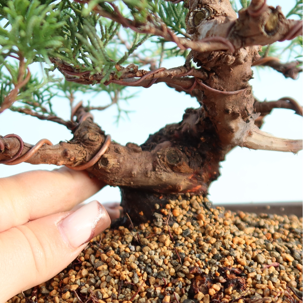 Vonkajší bonsai - Juniperus chinensis Itoigawa -Jalovec čínsky