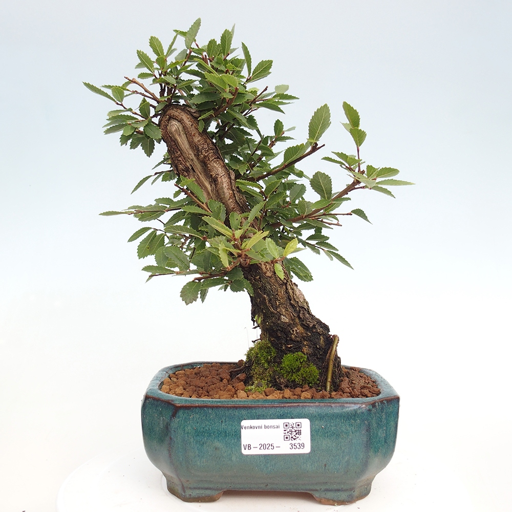 Vonkajšie bonsaje - Zelkova - Zelkova NIRE