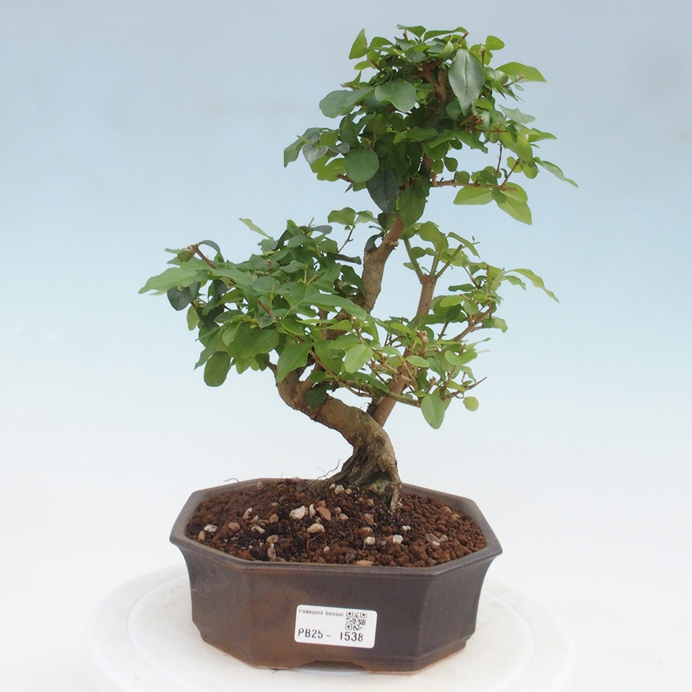 Izbová bonsai -Ligustrum chinensis - Vtáčí zob