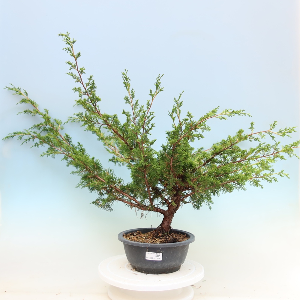 Vonkajší bonsaj - Juniperus chinensis Itoigawa