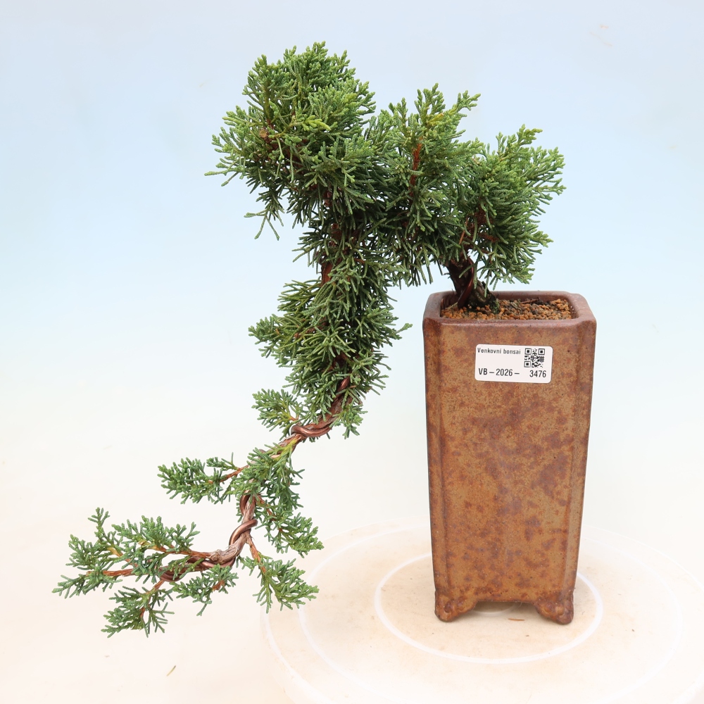 Vonkajší bonsaj - Juniperus chinensis Kishu