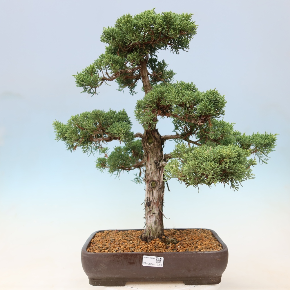 Vonkajší bonsaj - Juniperus chinensis Kishu