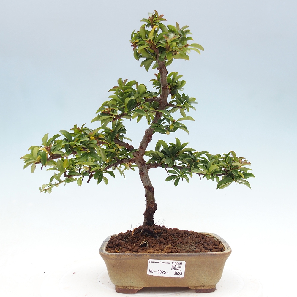 Vonkajšie bonsaje-Pyracantha Teton -Hlox
