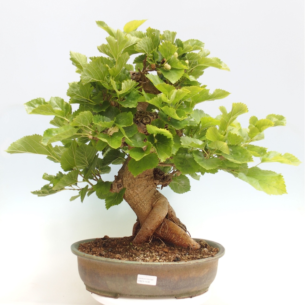 Vonkajšie bonsai -Morus albumy - moruše