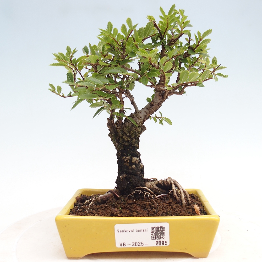 Vonkajšie bonsai - Zelkova - Zelkova Nirom
