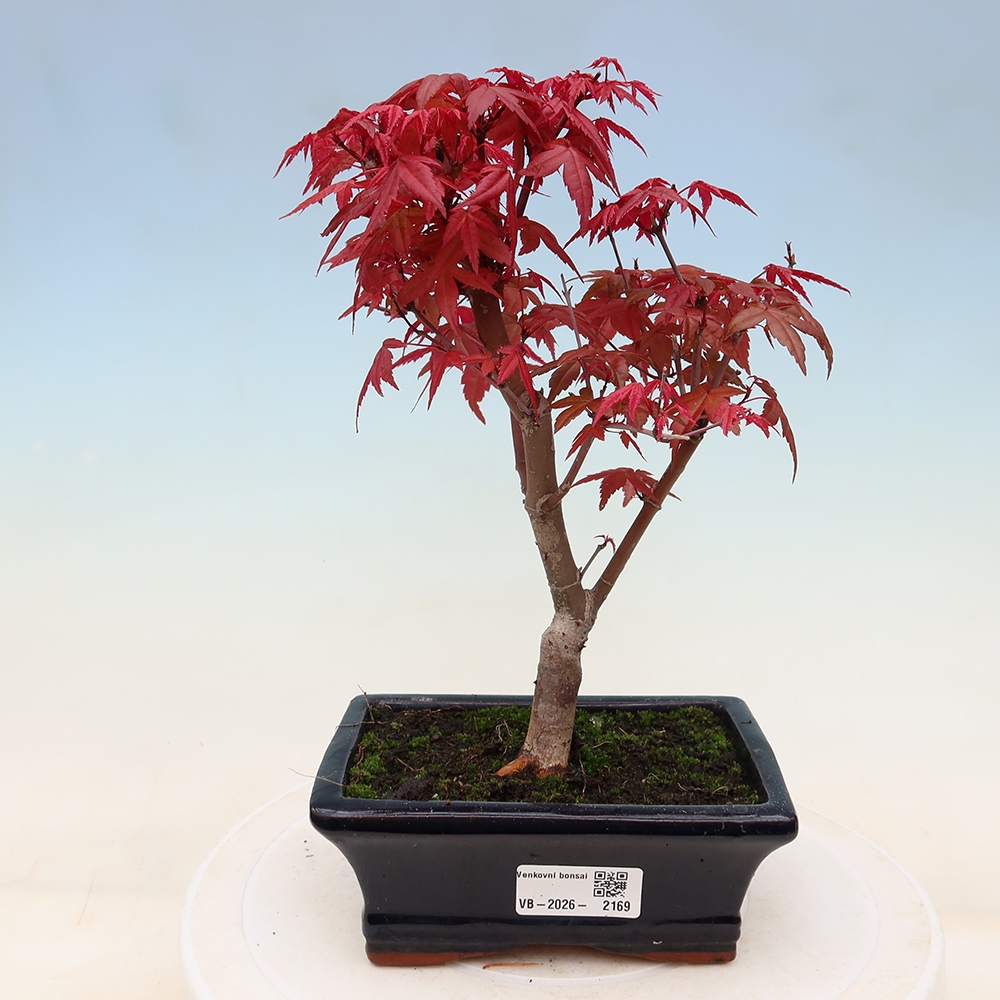 Vonkajší bonsaj - Acer palmatum DESHOJO
