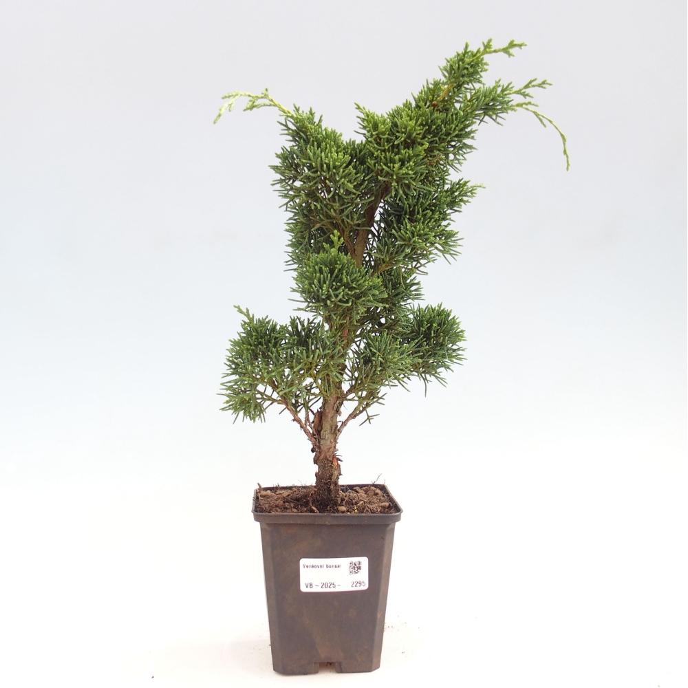 Vonkajšie bonsai - Juniperus chinensis Kishu -Jalovec čínsky