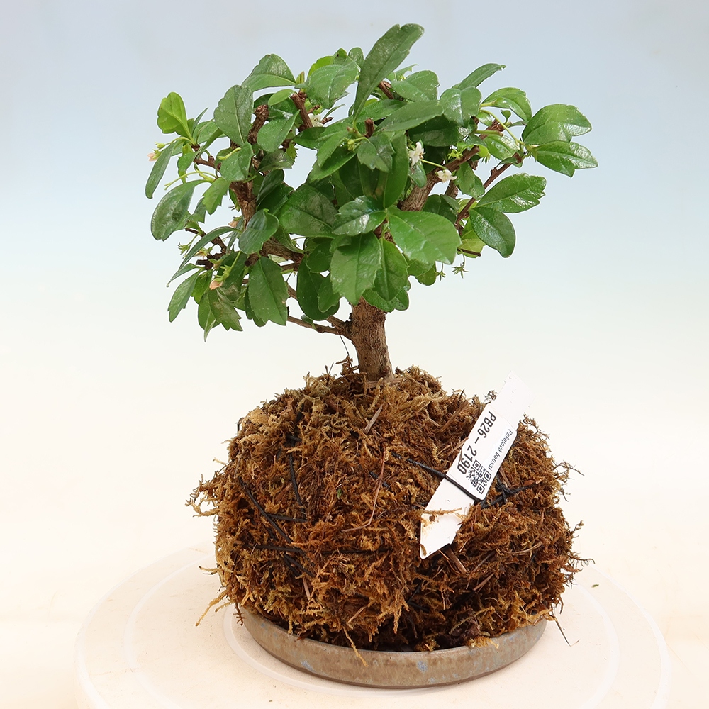 Kokedama s miskou – Čaj-fuki – Carmona macrophylla