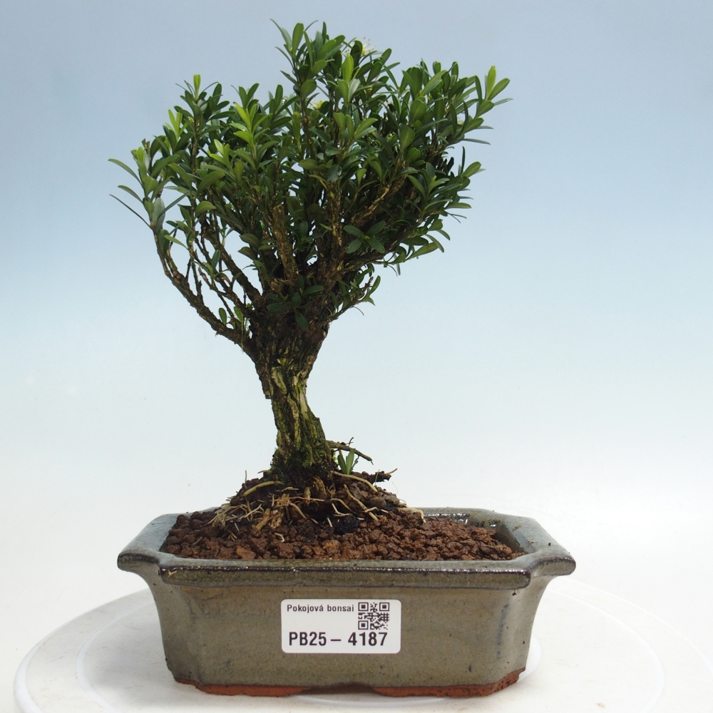 Izbové bonsaje - Buxus harlandii - korkový buxus