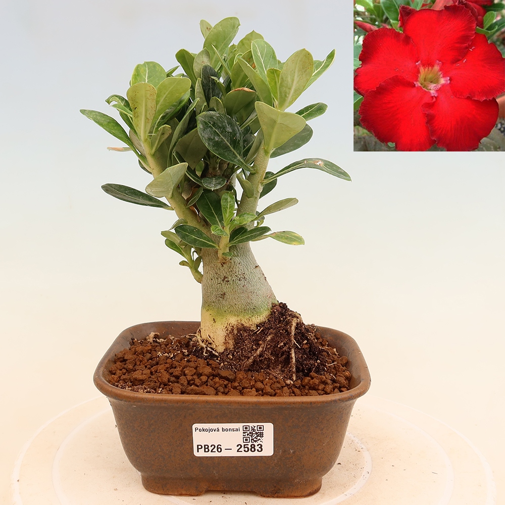 Izba bonsai – Adenium obesum Red Star – Púštna ruža