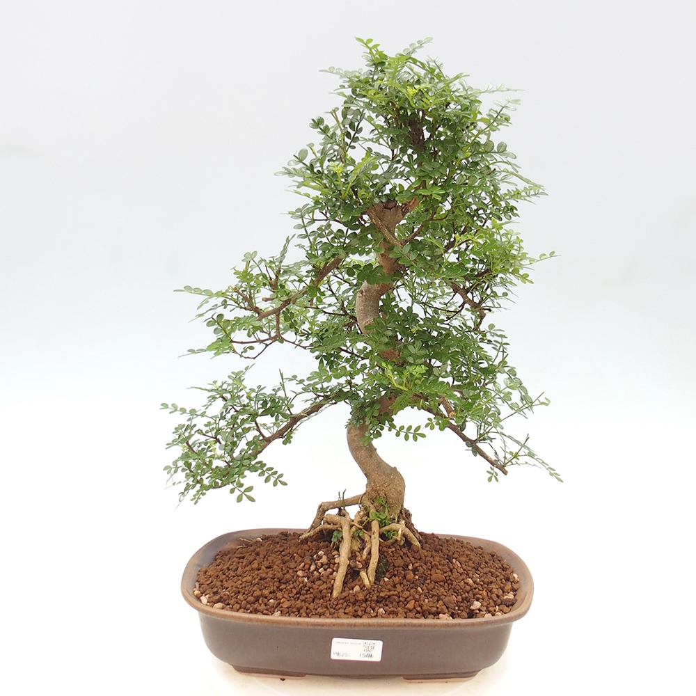 Izbová bonsai - Zantoxylum piperitum - korenistý