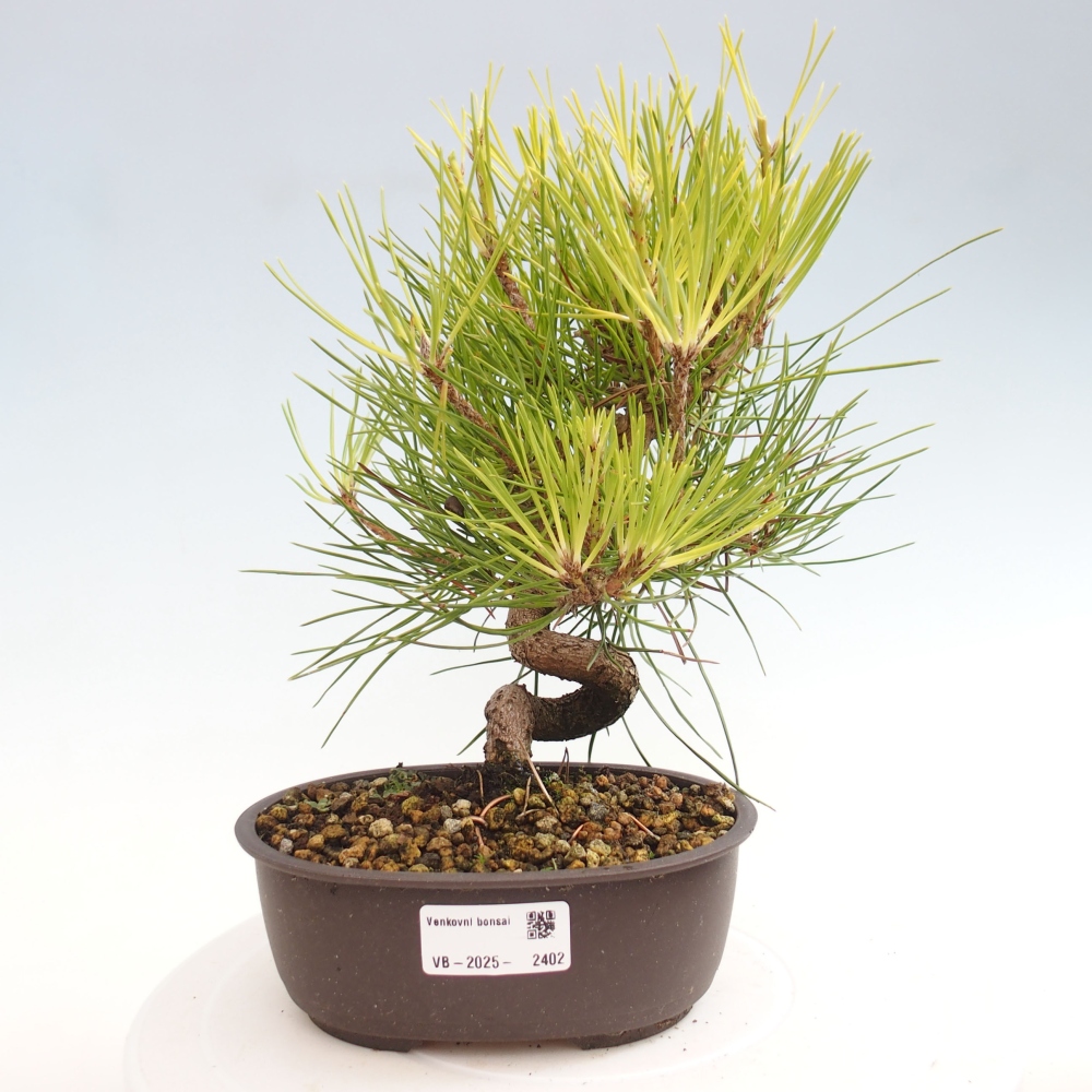 Vonkajší bonsai - Pinus thunbergii - Borovica thunbergova