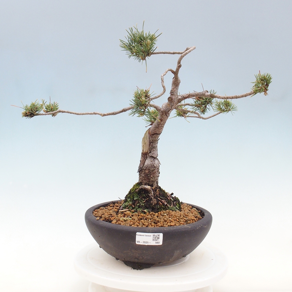 Vonkajšie bonsai - Pinus Sylvestris - Borovica lesná