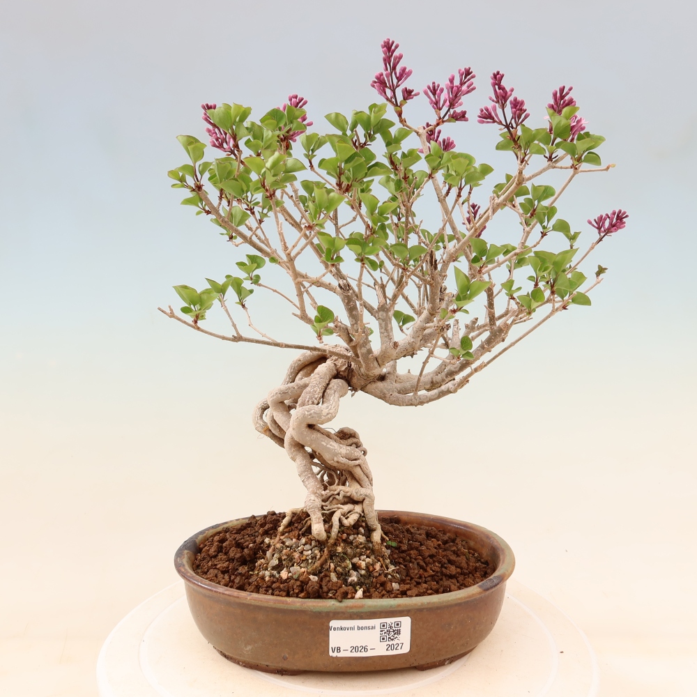 Vonkajší bonsaj - Syringa microphylla - drobnokvetý šeřík