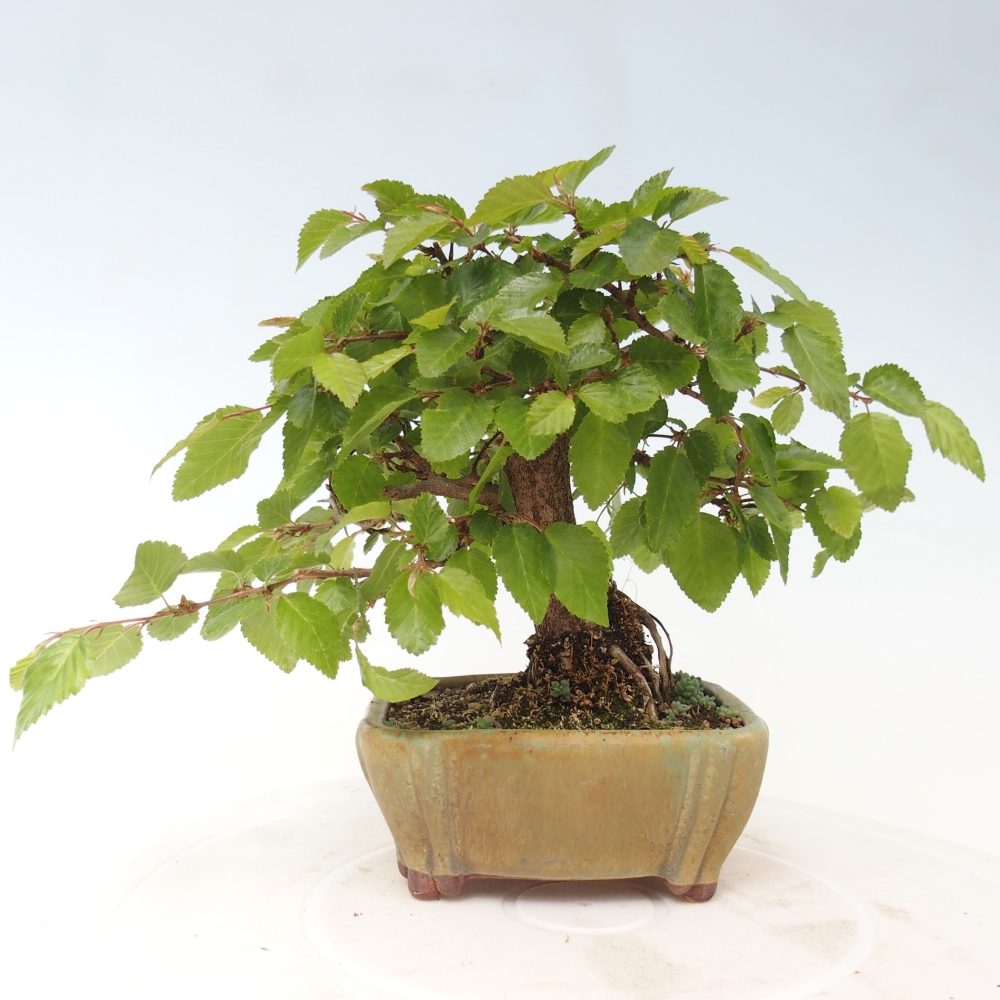 Vonkajšie bonsaje -Carpinus CARPINOIDES - Hrab kórejský