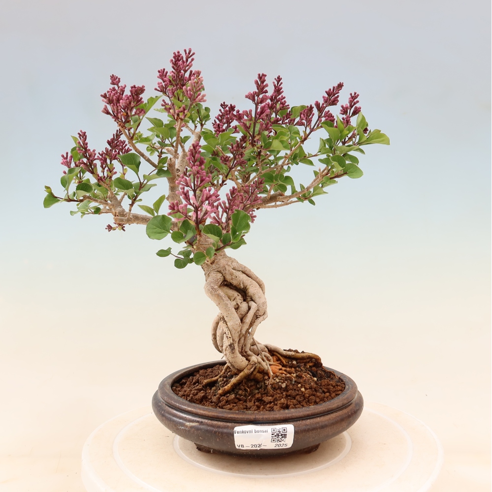 Vonkajší bonsaj - Syringa microphylla - drobnokvetý šeřík
