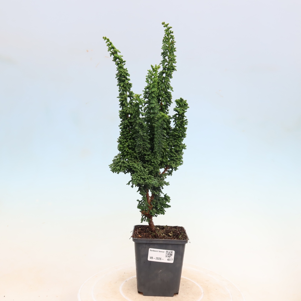 Vonkajší bonsaj - Cham. obtusa SEKKA HINOKI - Cypruštek