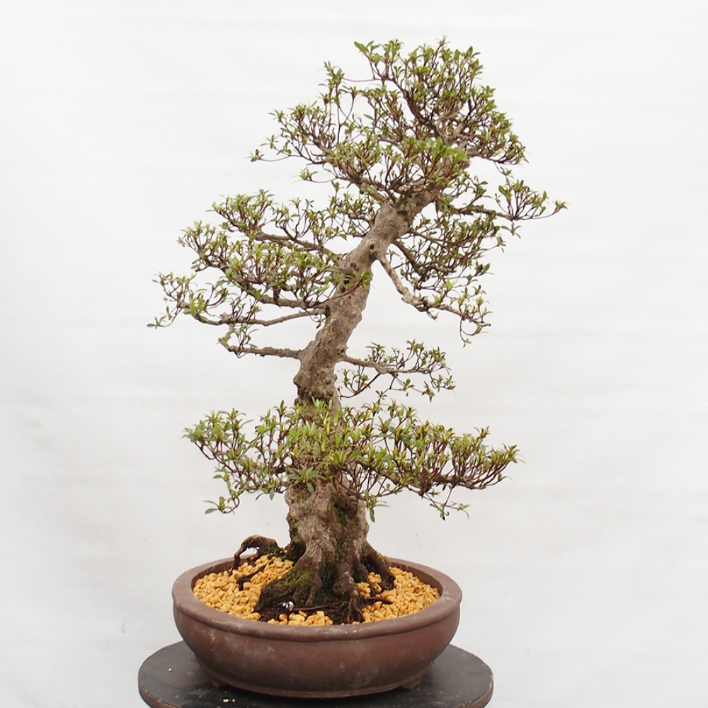 Vonkajší bonsai - Japonská azalka -  Azalea Satsuki