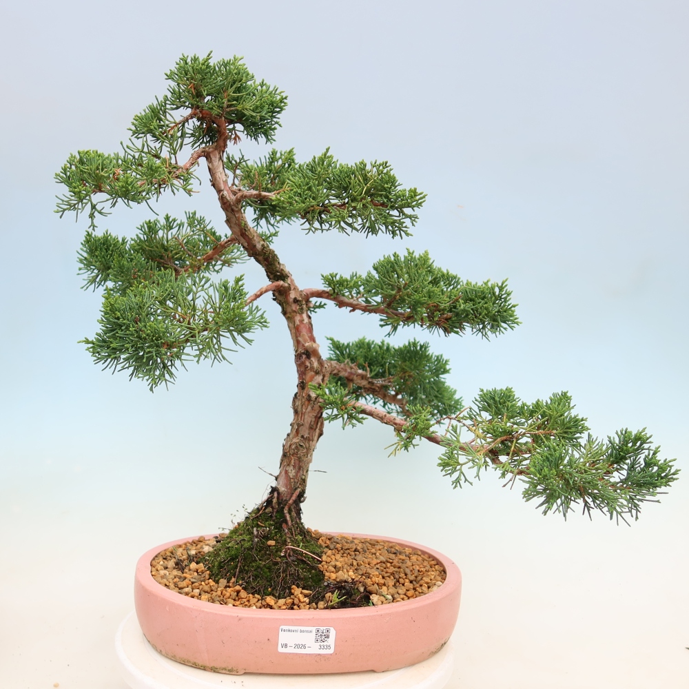 Vonkajší bonsaj - Juniperus chinensis Kishu