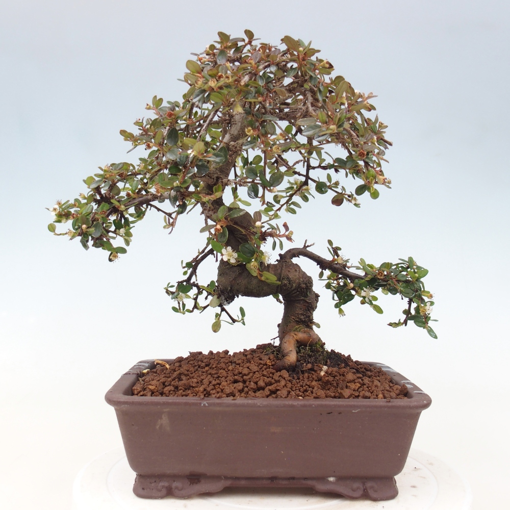 Vonkajší bonsaj-Cotoneaster dammeri - Damerova skala