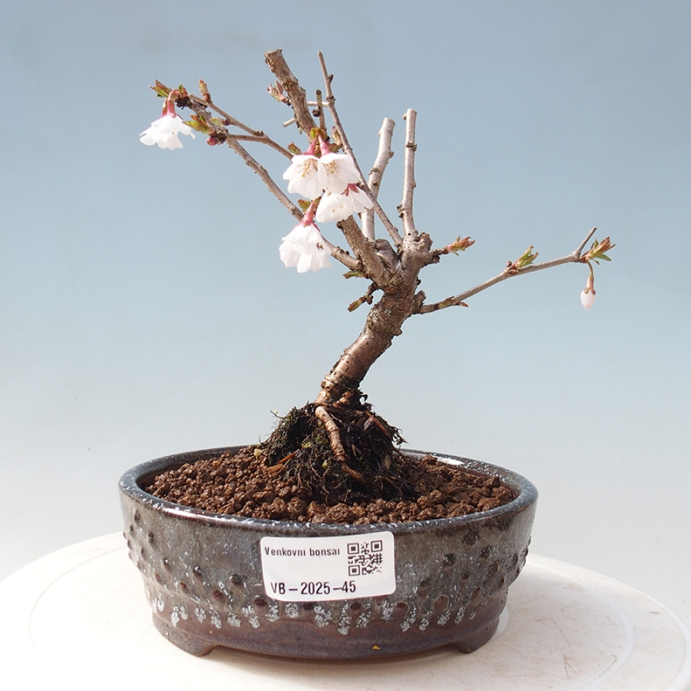 Vonkajší bonsai - Prunus incisa Kojou-no mai-Slivoň vyrezaná