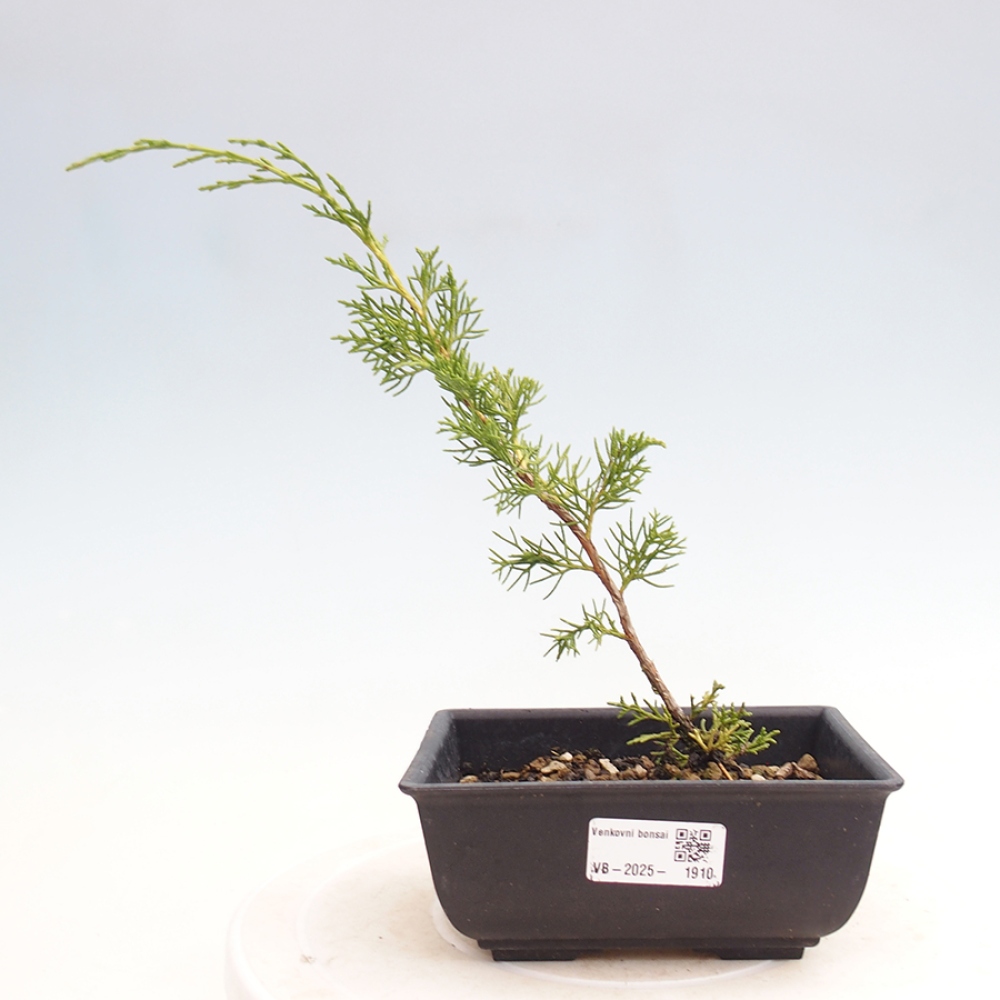 Vonkajší bonsai - Juniperus chinensis Itoigawa -Jalovec čínsky