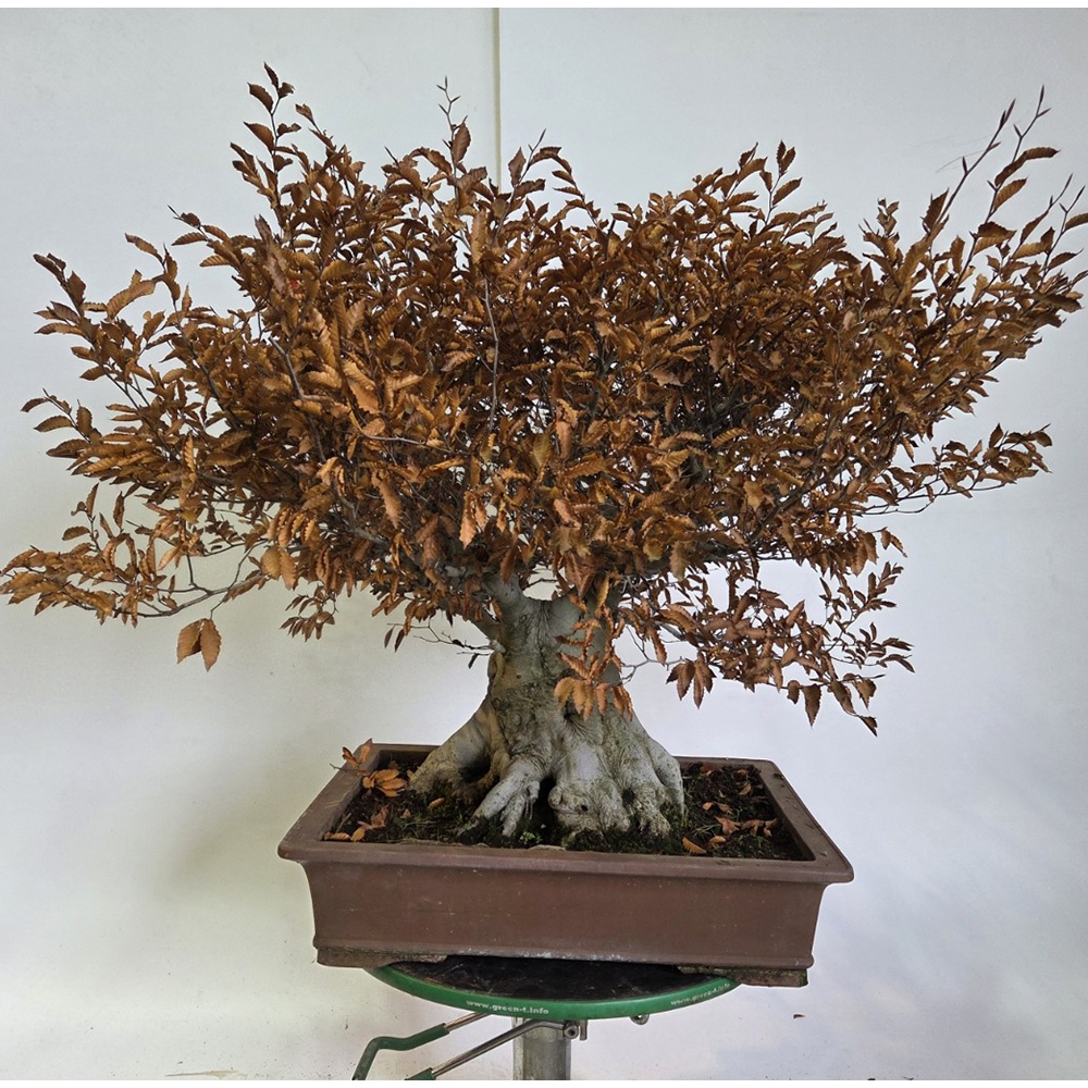 Vonkajšie bonsai -Fagus crenata