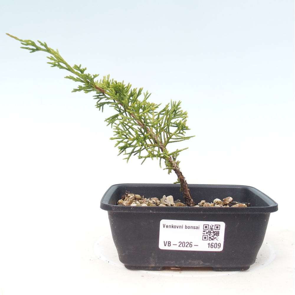 Vonkajší bonsaj - Juniperus chinensis Itoigawa