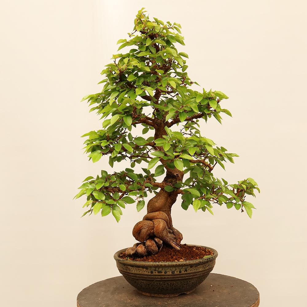 Vonkajší bonsai -Carpinus Coreana - Hrab kórejský