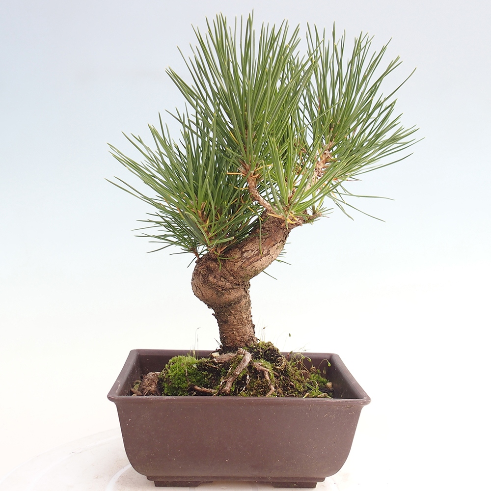 Vonkajšie bonsaje - Pinus thunbergii - borovica Thunbergova