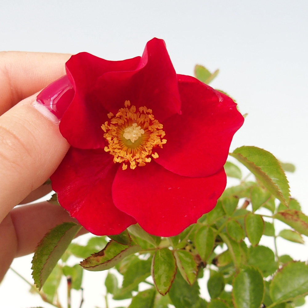 Vonkajší bonsai - Rosa Kordes - ruža