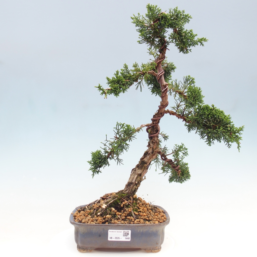 Vonkajší bonsaj - Juniperus chinensis Kishu