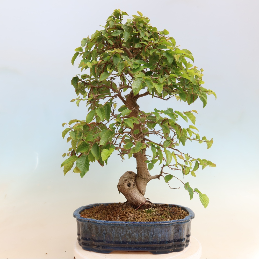 Vonkajšie bonsaje -Carpinus CARPINOIDES - Hrab kórejský