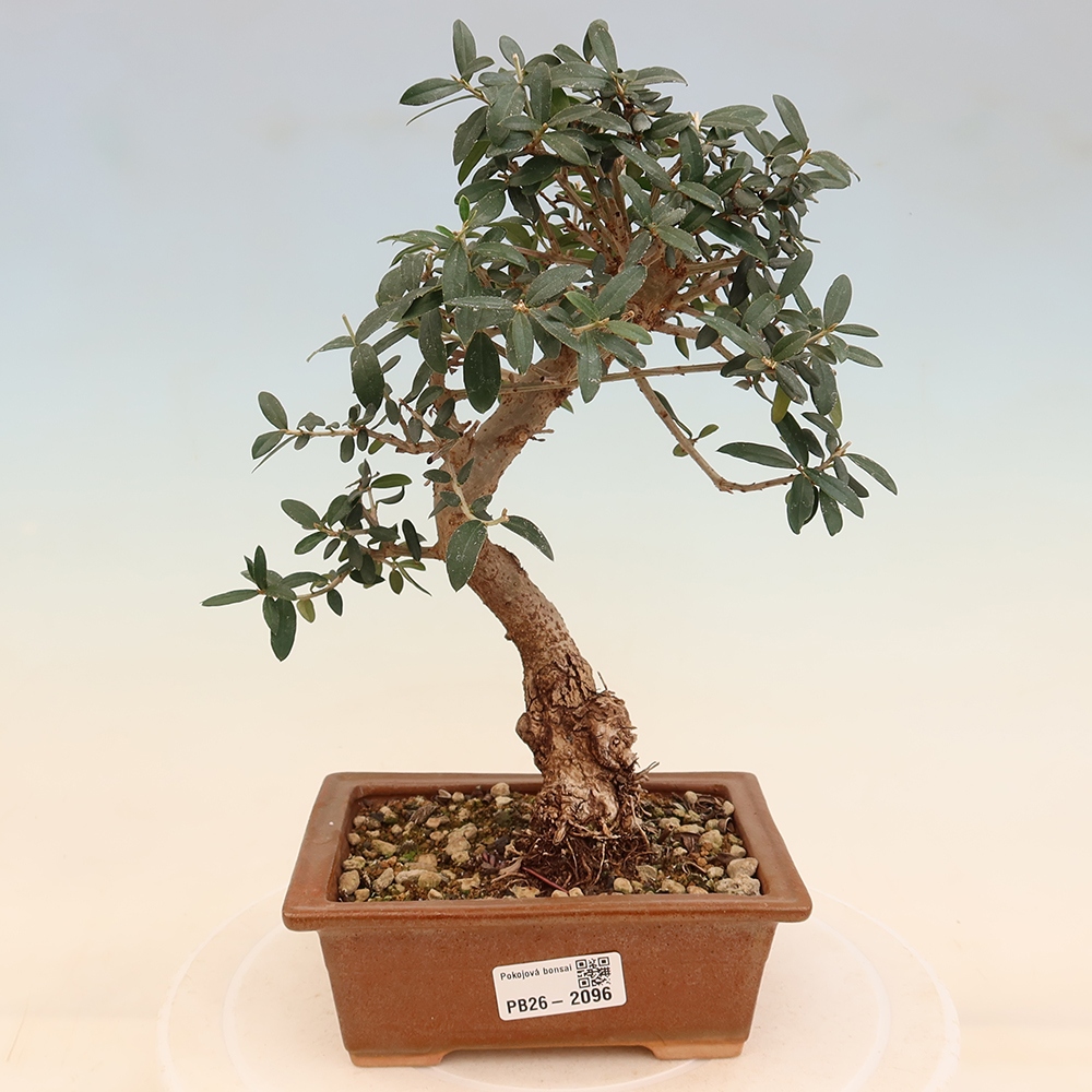 Izbový bonsaj - Olea europaea sylvestris