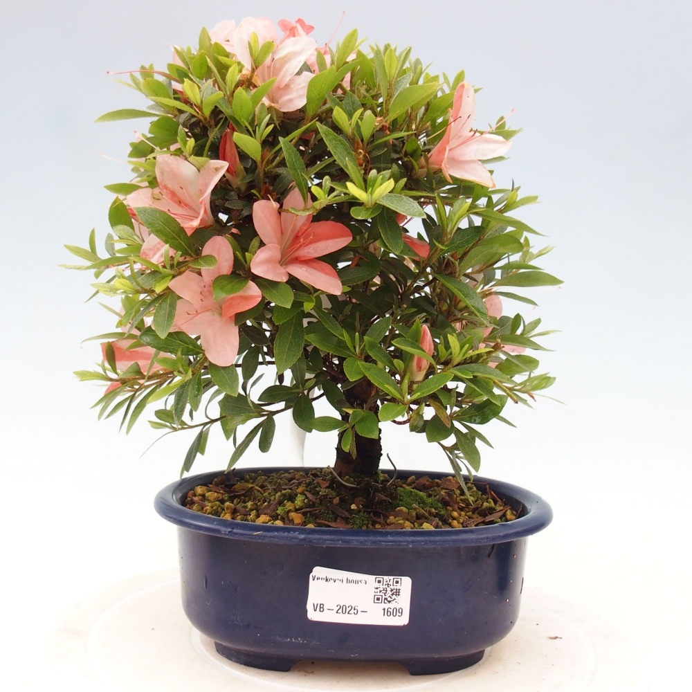 Vonkajší bonsai - Japonská azalka -  Azalea Nikko