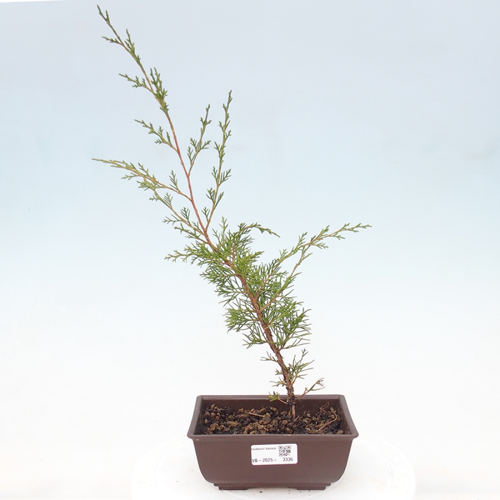 Vonkajší bonsai - Juniperus chinensis Itoigawa -Jalovec čínsky