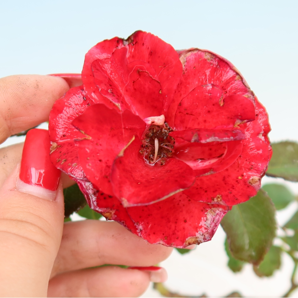 Vonkajšie bonsaje – Rosa Kordes – ruže