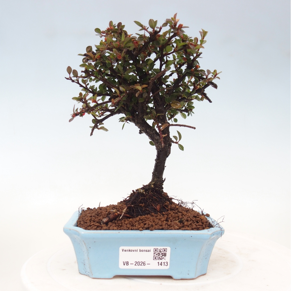 Vonkajšie bonsaje - Cotoneaster horizontalis - Skalnaté hory